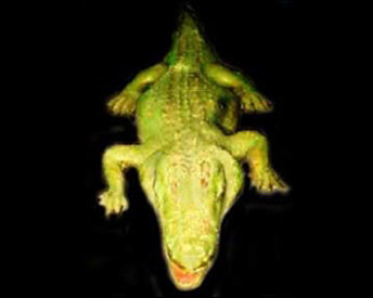 TERROGATOR
